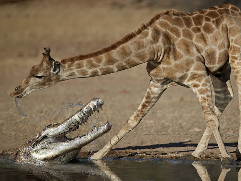 Крокодил подкараулил жирафа
